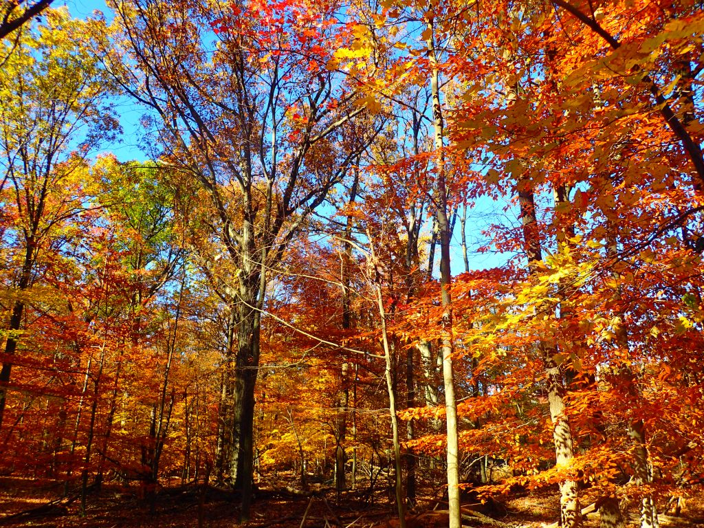 Against All Odds: Survival Trees of the Eastern Woodlands - SWAT ...